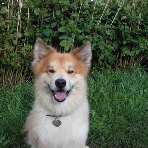 hunde-fodder-kvardrat